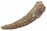 Fossil Pterosaur (Siroccopteryx) Tooth - Morocco #359951-1